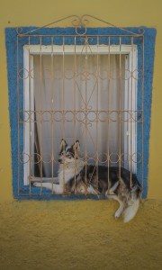 DogWindowSantaLucia